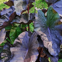 Colocasia tea party