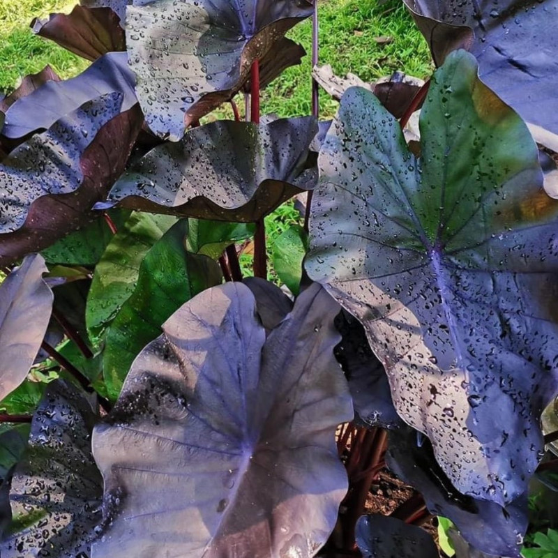 Colocasia tea party