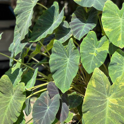 Colocasia midnight bride