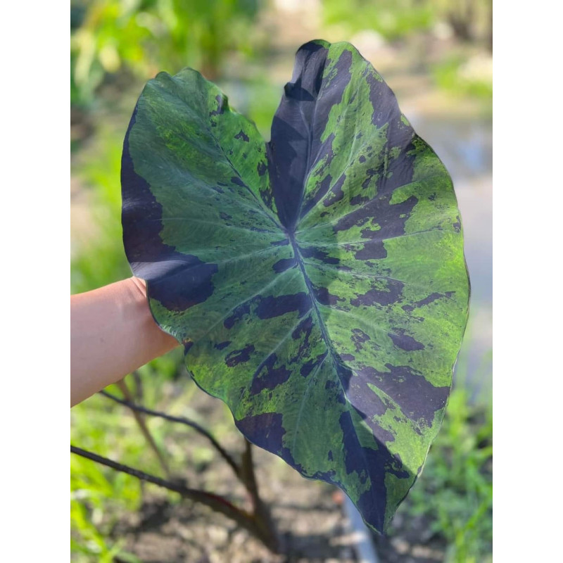 Colocasia Anubis