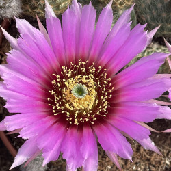 Echinocereus reichenbachii