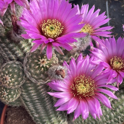 Echinocereus reichenbachii