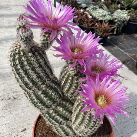 Echinocereus reichenbachii