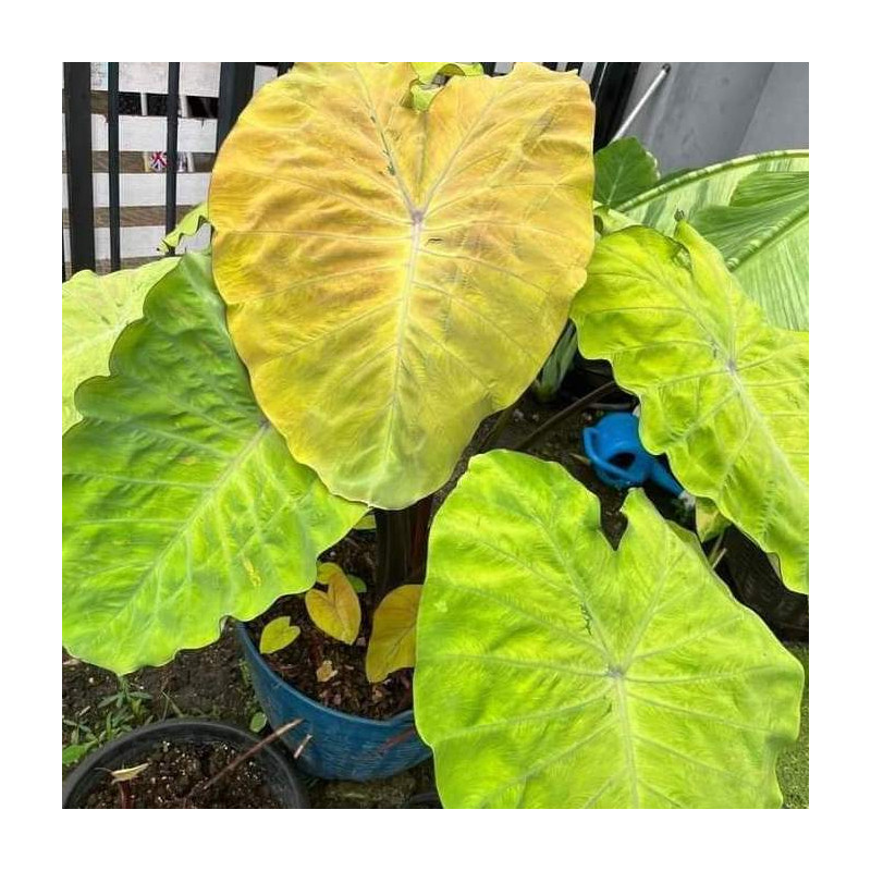 Colocasia canary