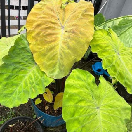 Colocasia canary