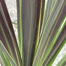 Cordyline chocolate mint