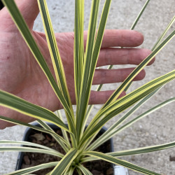 Cordyline lime passion