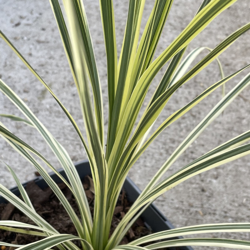 Cordyline lime passion