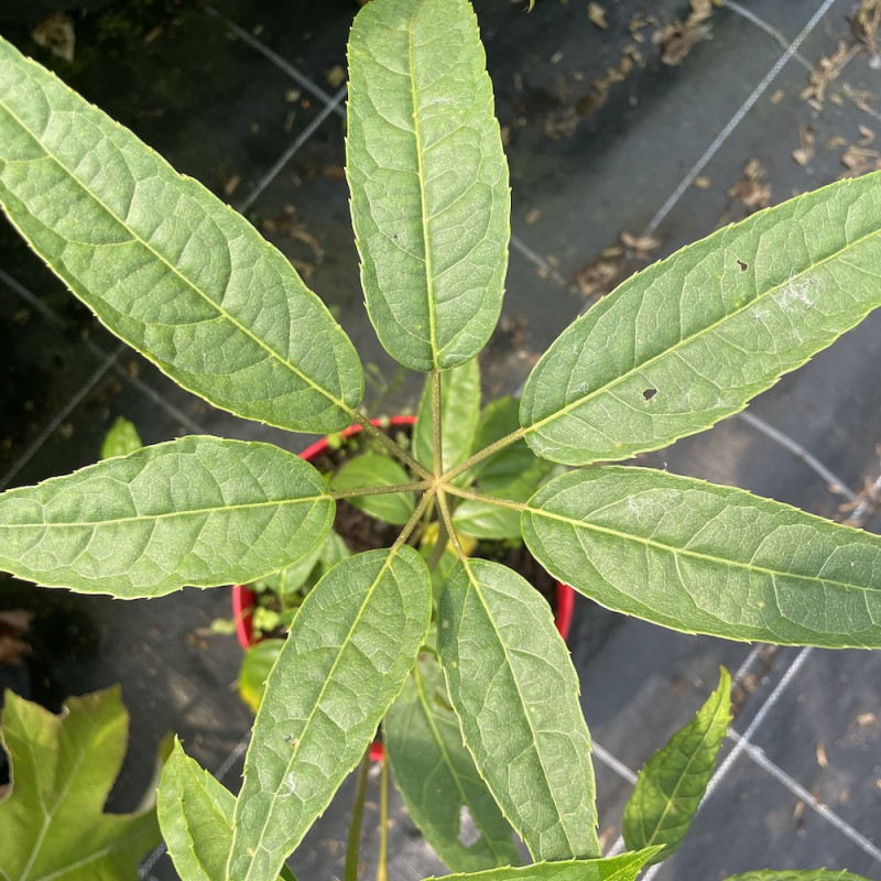 Schefflera sp. nova