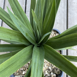 Cordyline Ti Tawhiti