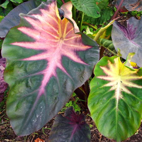 Colocasia 'COMASTA' Madeira star®