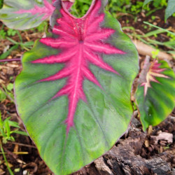 Colocasia 'COMASTA' Madeira star®