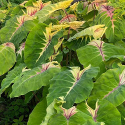 Colocasia sunshine day