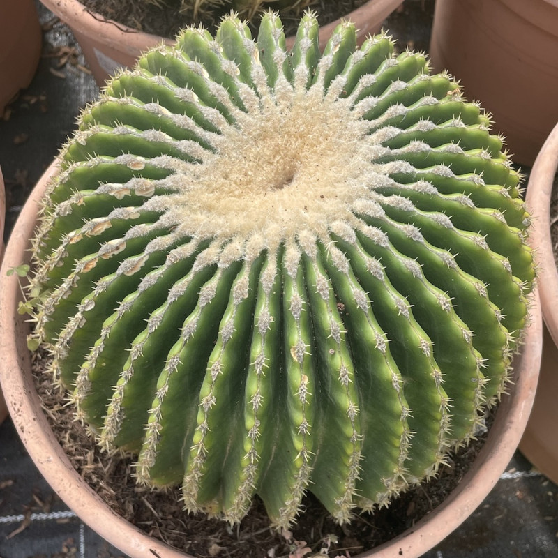 Echinocactus grusonii inermis