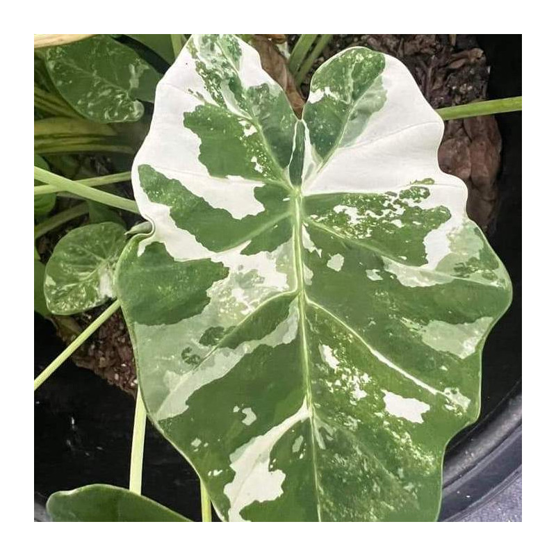 Colocasia gigantea wagyu