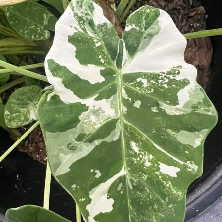 Colocasia gigantea wagyu