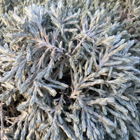 Ozothamnus county park silver