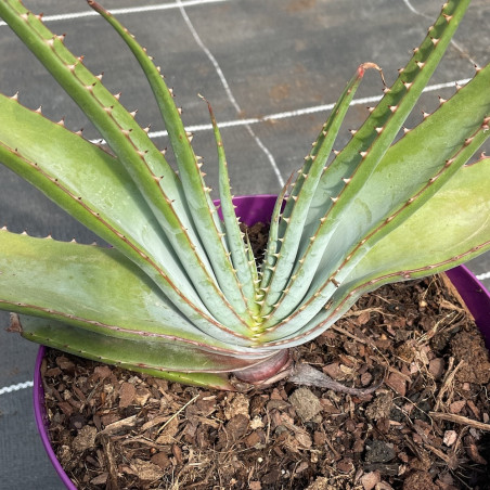 Aloe suprafoliata