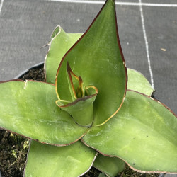 Agave chazaroi