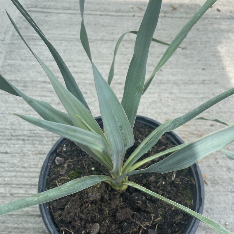 Yucca silver anniversary