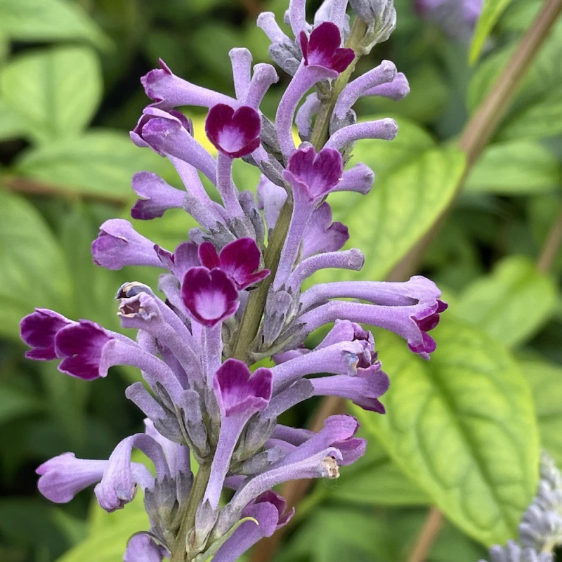 Buddleja lindleyana