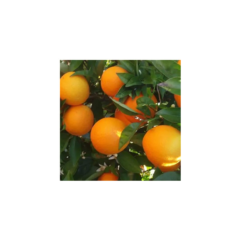 Citrus sinensis Barnfield
