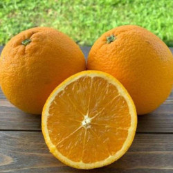 Citrus sinensis Barnfield