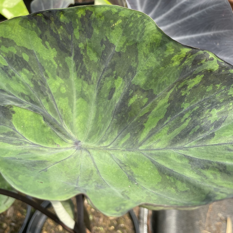 Colocasia midnight