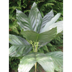 Chamaedorea metallica feuilles