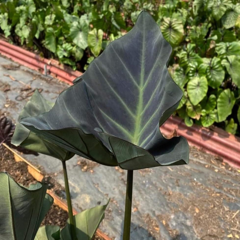 Colocasia kopeka