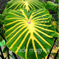 Colocasia jade magma