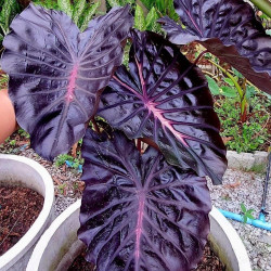 Colocasia rainbow god