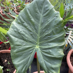 Alocasia kutching mask