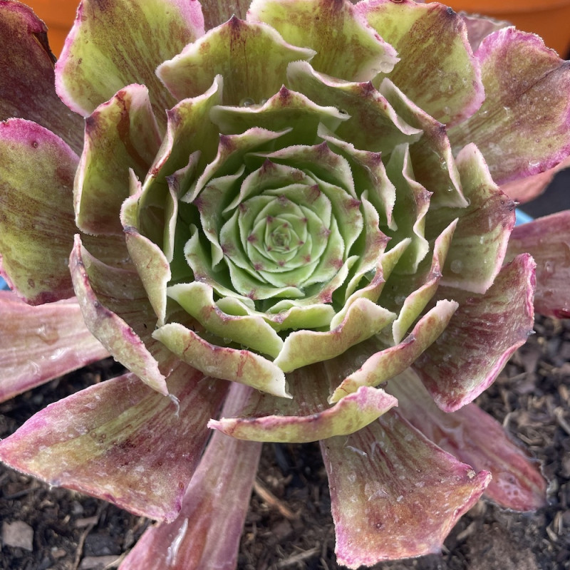 Aeonium ink painting | À l'ombre des figuiers