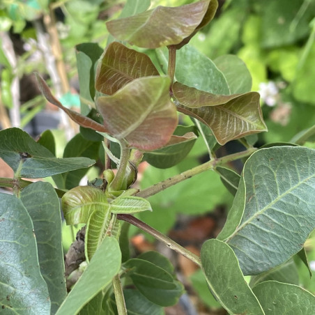 Pistacia vera sirora