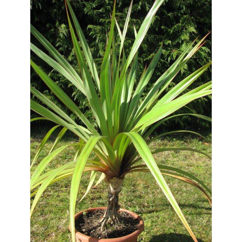 Pandanus utilis 15 l