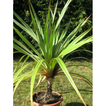 Pandanus utilis 15 l