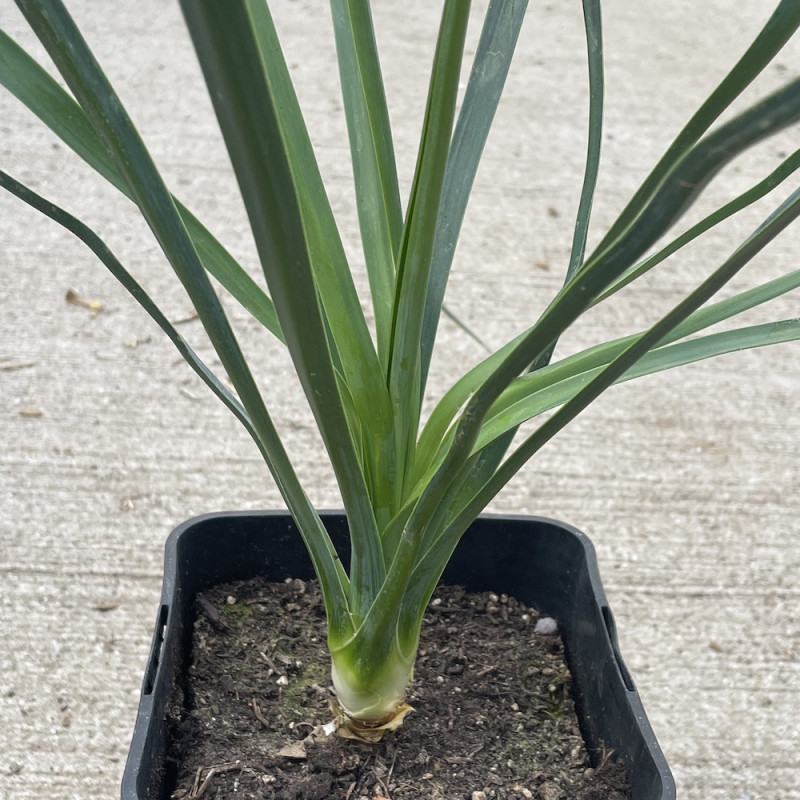 Yucca linearifolia bleu x Yucca elata