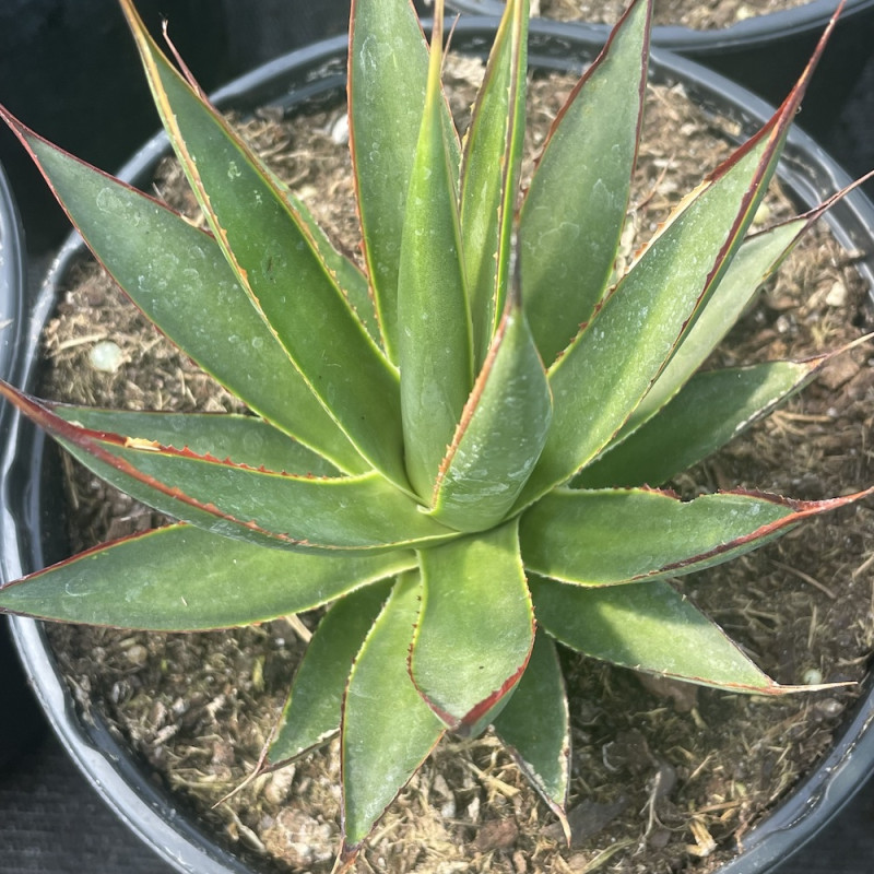 Agave green glow