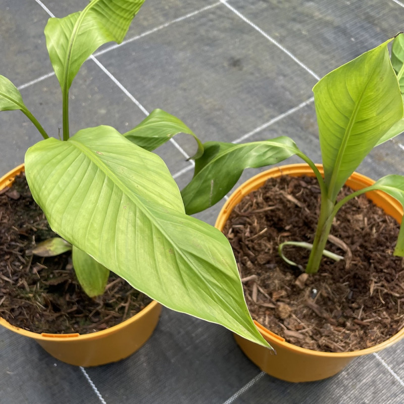 Musa aurantiaca