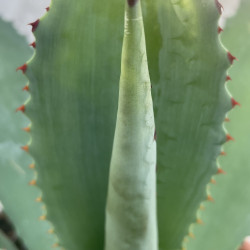 Agave inaequidens subsp. inaequidens