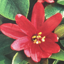 Passiflora x exoniensis