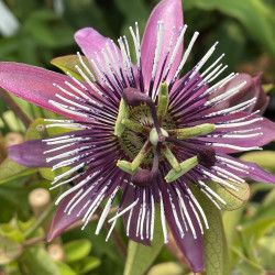 Passiflora  Le Peuple d'À Côté