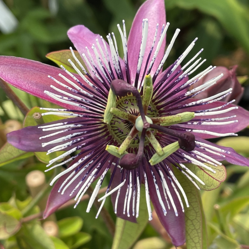 Passiflora amethyst