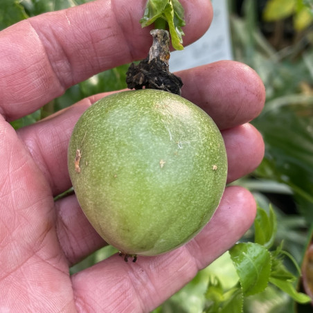 Passiflora edulis Frederik