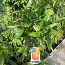 Citrus sinensis Newhall