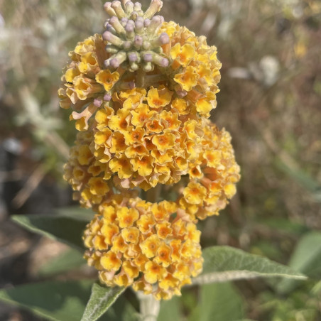 Buddleja weyerianum sungold®