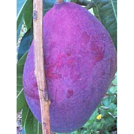 Mangifera indica Palmer