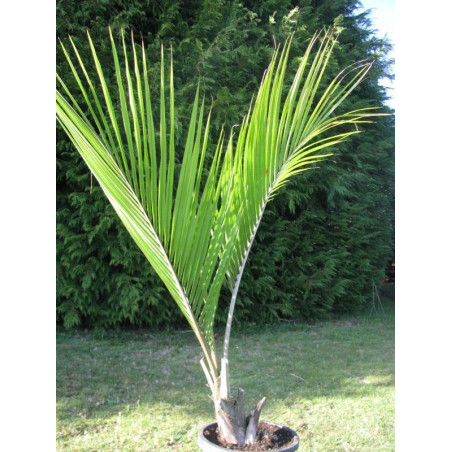 Rhopalostylis sapida 25 l