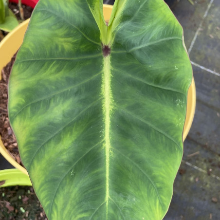 Colocasia royal Hawaiian® Maui sunrise